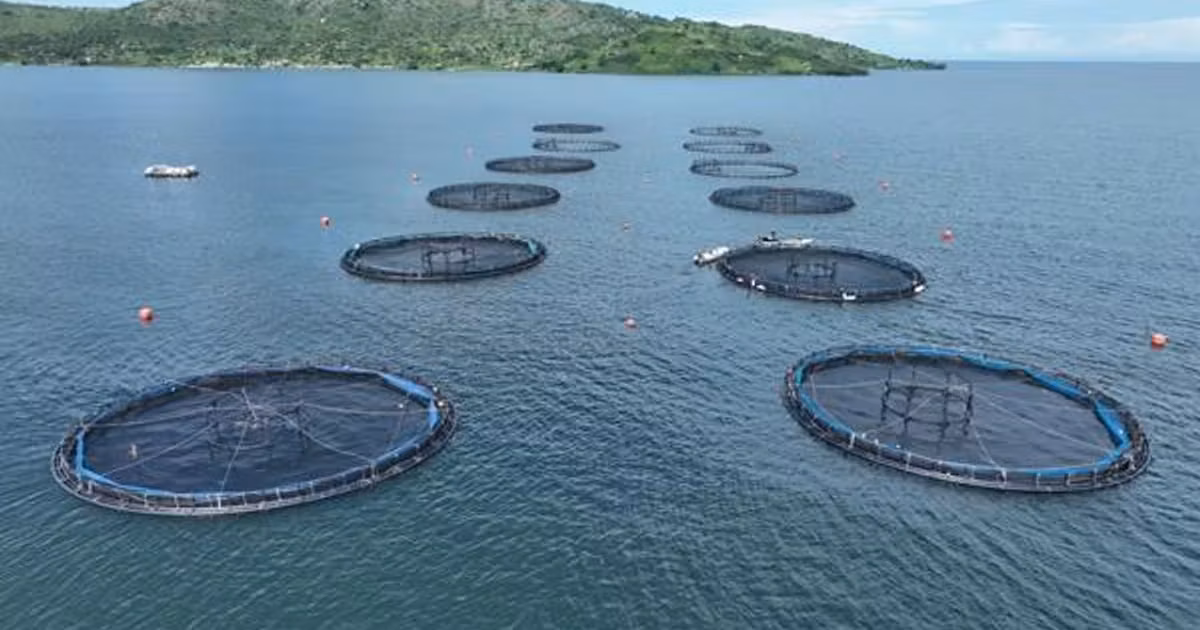 Victory Group Tilapia Farming With $15M Follow-On Investment